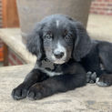 Bernese Irish Golden Mountain Dogs for sale