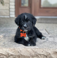 Bernese Irish Golden Mountain Dogs for sale