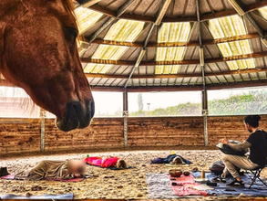 Voyage sonore au handpan en immersion avec les chevaux
