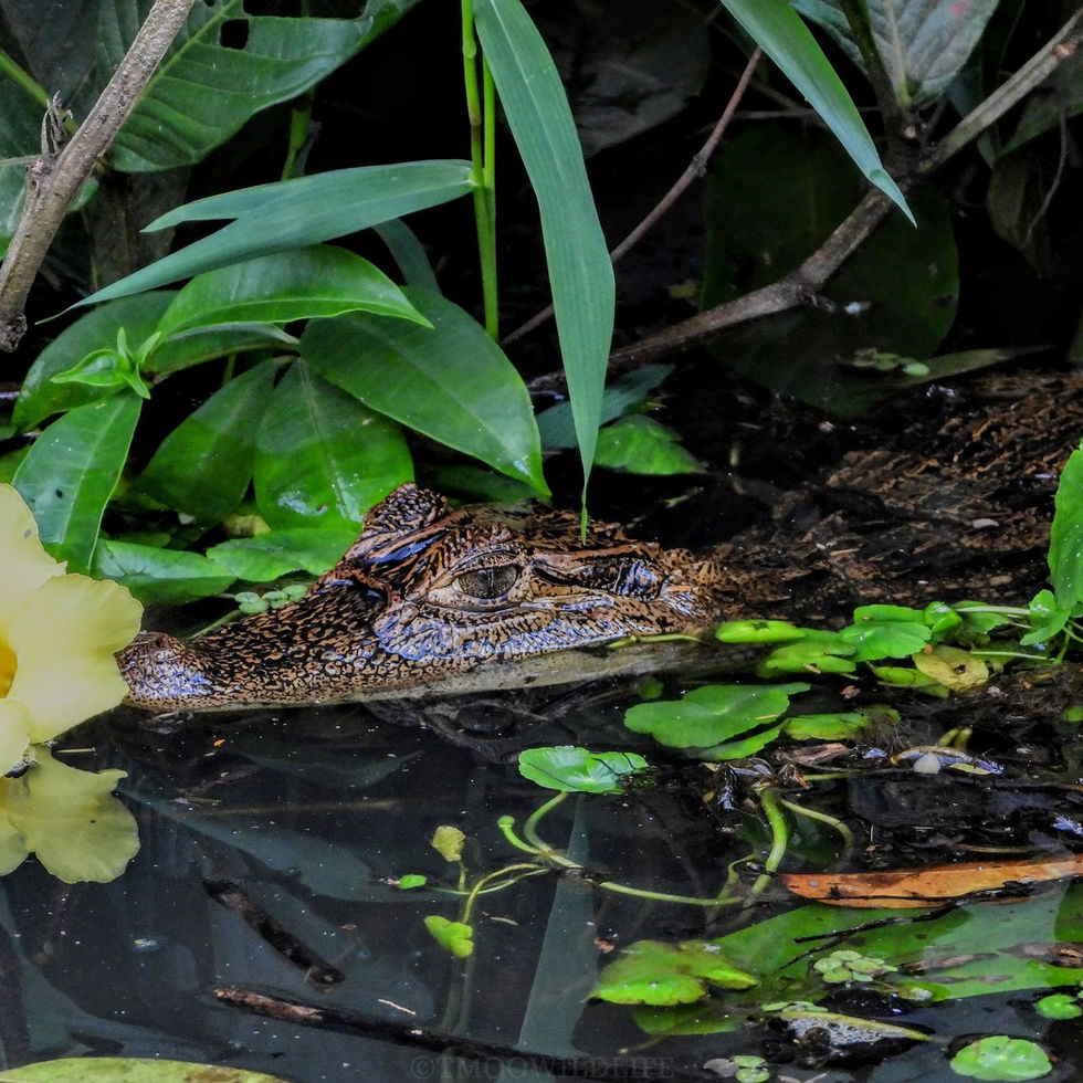 Tortuguero, Costa Rica, 2023 & 2024