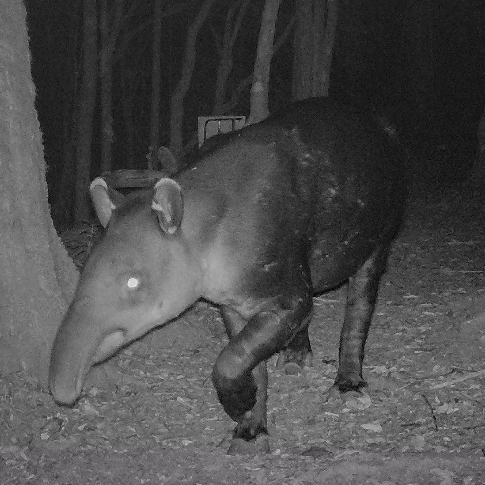 Camera Trap Photos