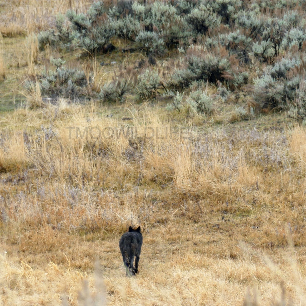 Grand Teton and Yellowstone, Wyoming, 2022