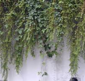 hanging vines.jpg
