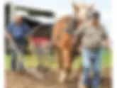 Conditions ‘fantastic’ for (2025) Lambton Plowing Match