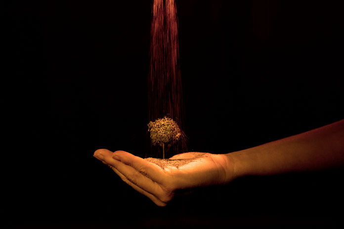 tree an-ki ray hand.jpg