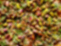 ccb11199-806f-437f-ac20-439afe2d3fa7_edited.jpg