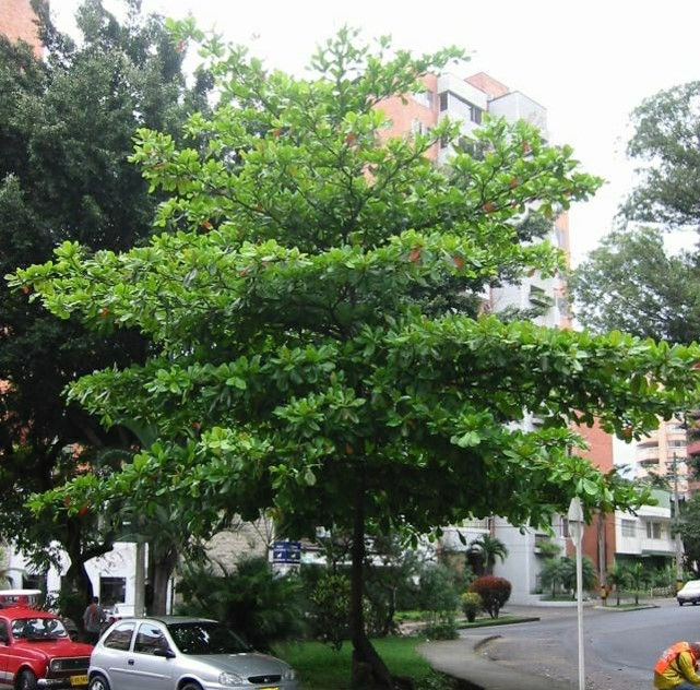 Almendro