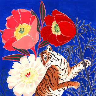 Lil Sire tigre