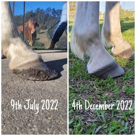 Barefoot Trimming 3.jpg