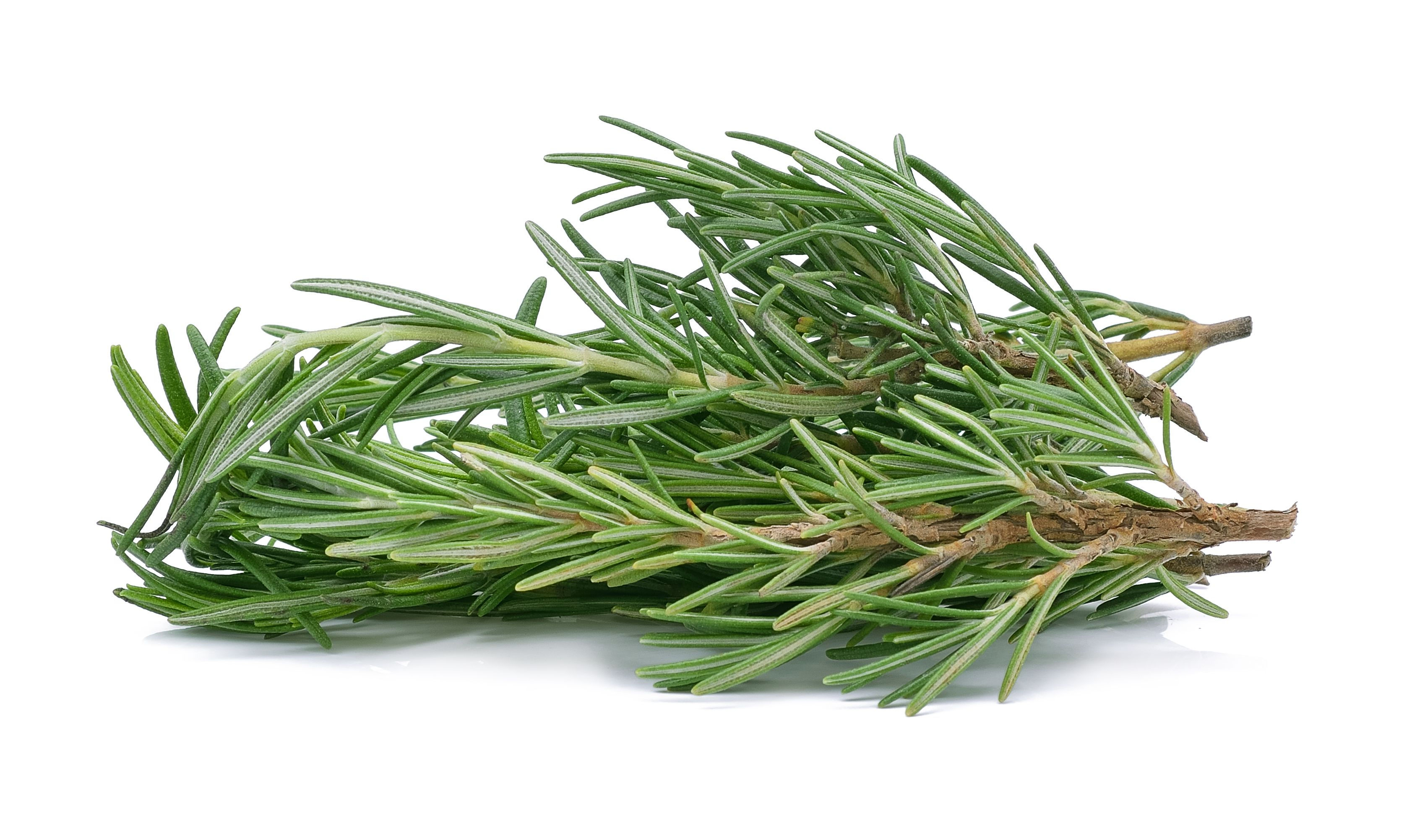 Rosemary