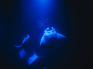 What to Expect on a Manta Ray Night Snorkel in Kona