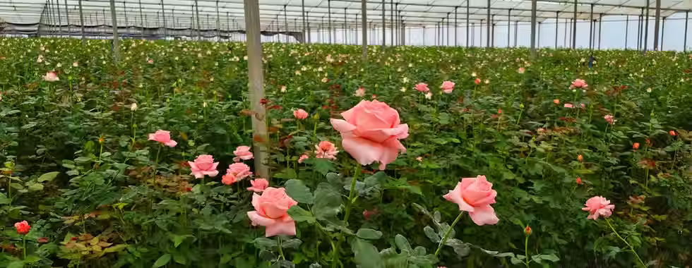 Floricultura Reijers Piatã: rosas na Chapada Diamantina