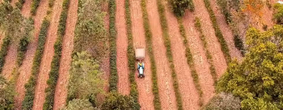 Café da Bahia: o estado destaca na produção de cafés especiais