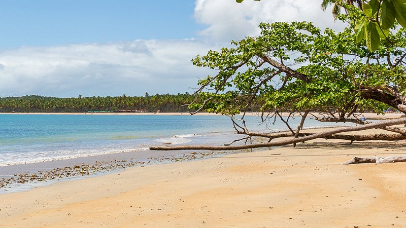 vegetacao preservada na praia de tassimirim boipeba