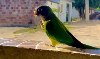 Periquito "domesticado" da Comunidade Quilombola Camulengo