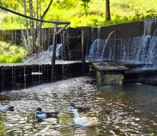 Patos nadando no rio do Eco Parque Zen