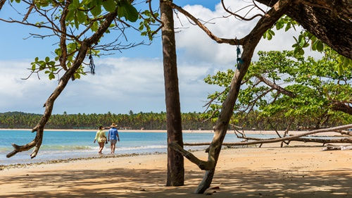 Vegetação intocada na Praia de Tassimirim em Boipeba