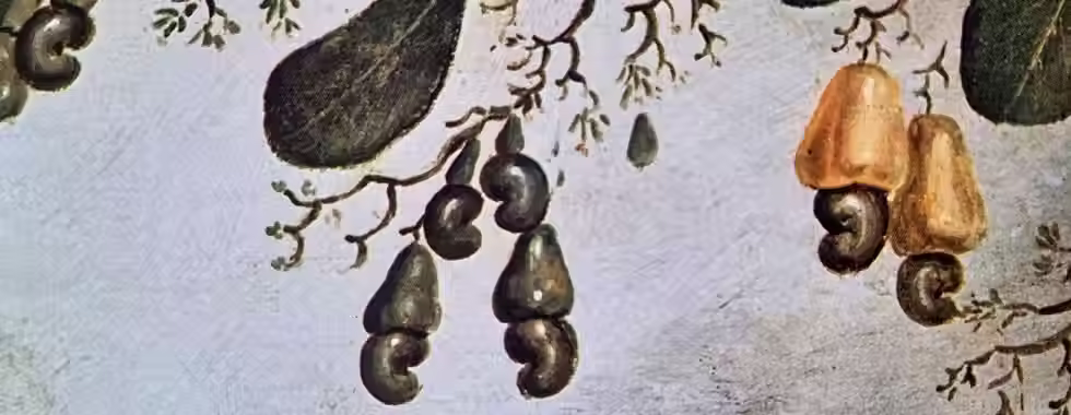 6 frutas da Bahia para você experimentar na sua viagem