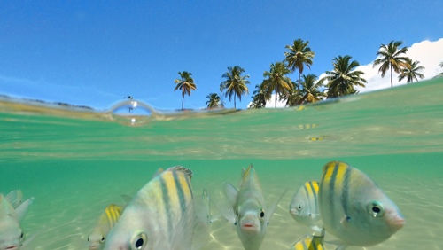Peixinhos piscinas naturais Praia de Taipu de Fora Barra Grande