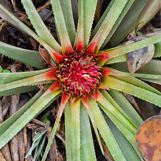 Flor exótica