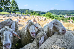 Schafherde auf Wiese im sommerlichen Altmühltal