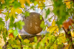 Steinerne Kugel hinter herbstlichem Laub in München fotografiert von Fichtner Fotodesign