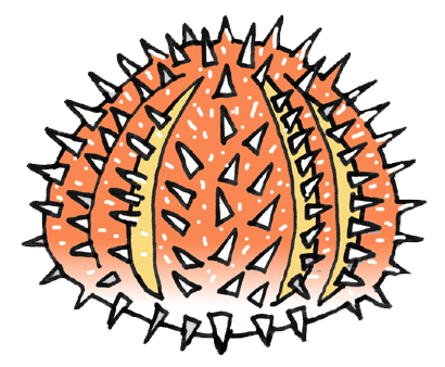 sea urchin.gif