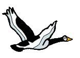 goose.gif