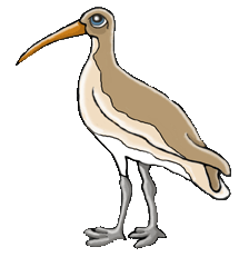 curlew.gif