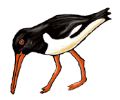 oystercatcher.gif