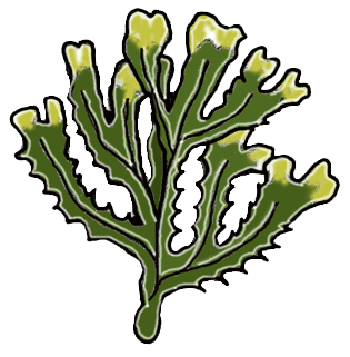 seaweed.gif
