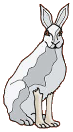 mountain-hare.gif