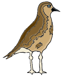 golden plover.gif
