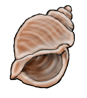 seashell.gif
