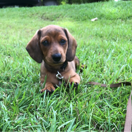 Training A Puppy In Starkville