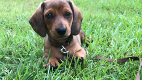 Training A Puppy In Starkville
