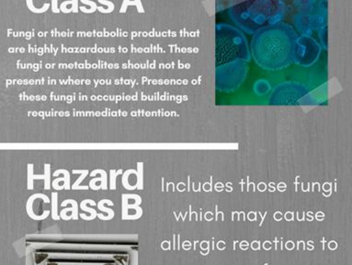 Mold Concerns? Read more here