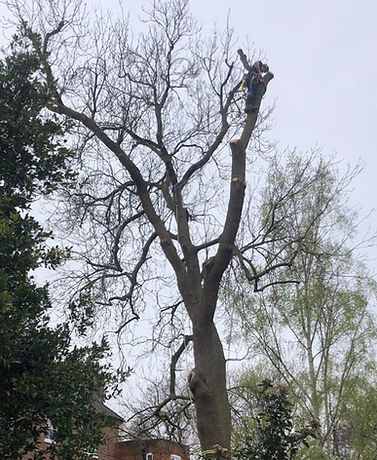 Arborist with Chainsaw