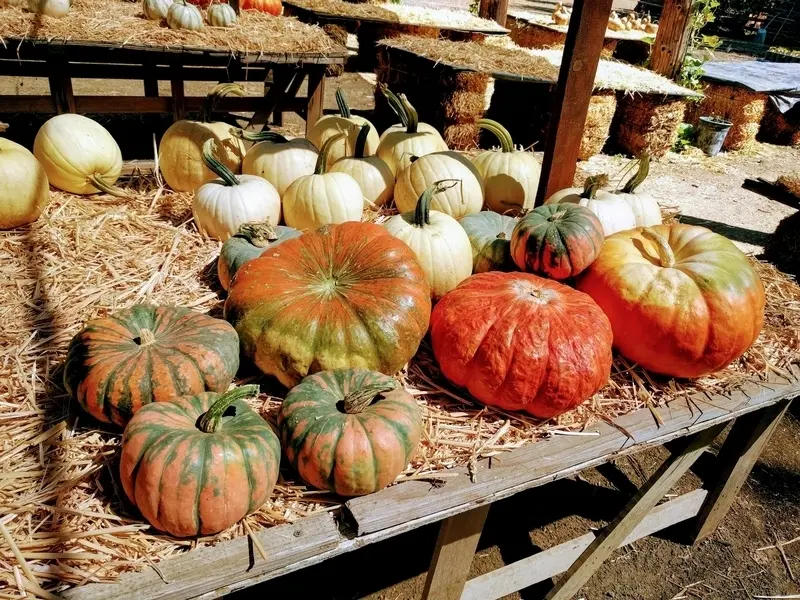 Halloween Hayride