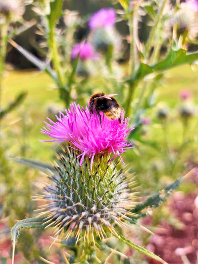 Angelika Peter, Kinesiologie, Distel mit Hummel
