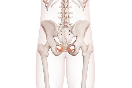 pelvic floor diagram.jpg