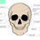 Thumbnail: Interactive Skeletal System notebook ( anatomy & physiology with pharmacy ref)