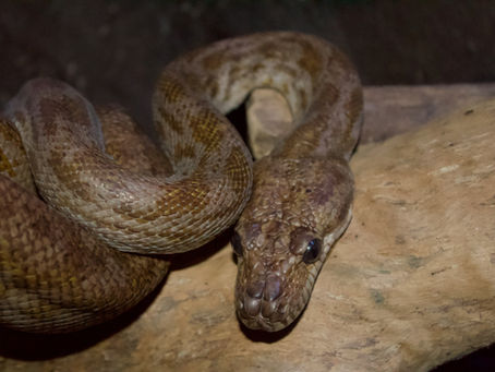 Oenpeli Python