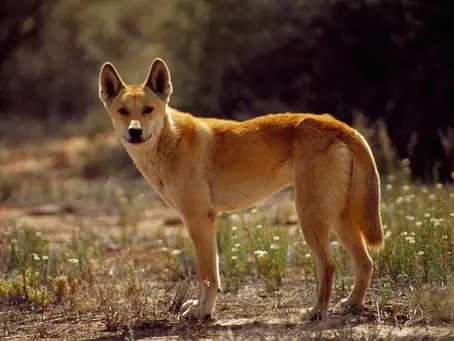 Dingoes