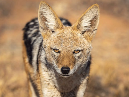 Black Backed Jackal