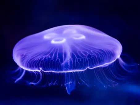 Moon jellyfish