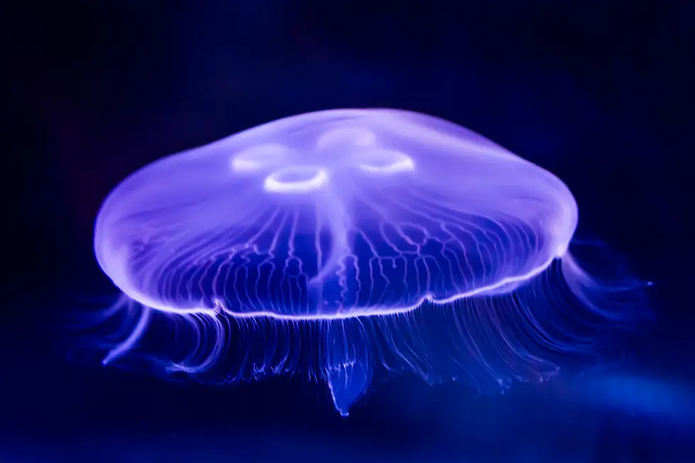 Colorful moon jelly swimming