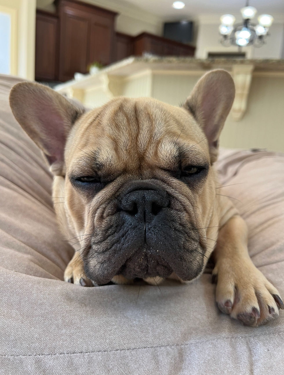 Ralphie the French Bulldog!