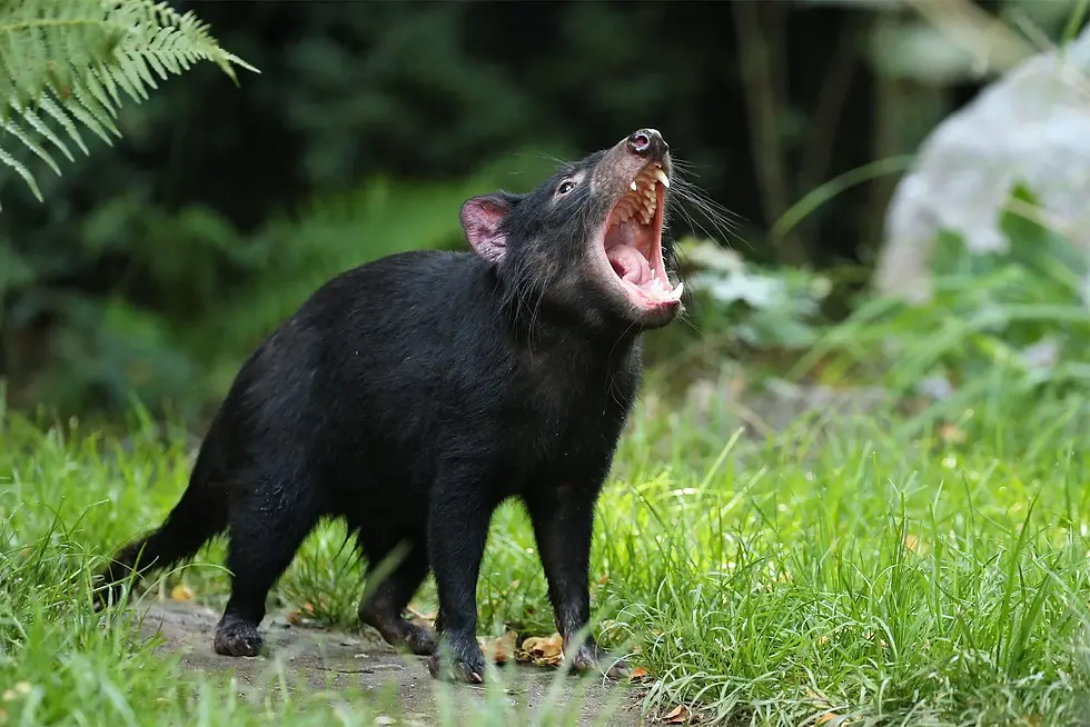 Tasmanian Devil