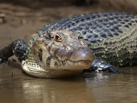 Black Caiman